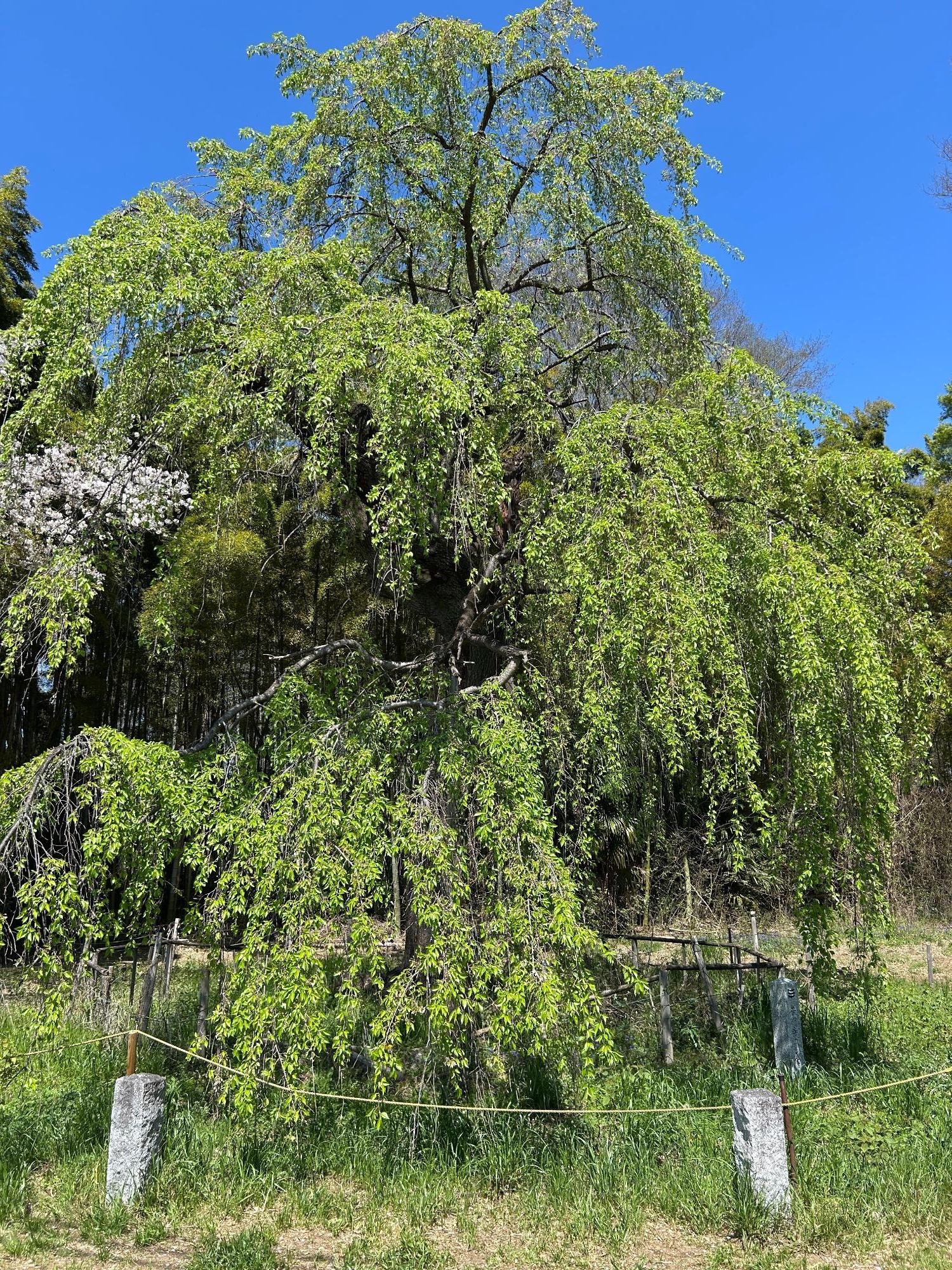 普門寺のしだれ桜(全体)