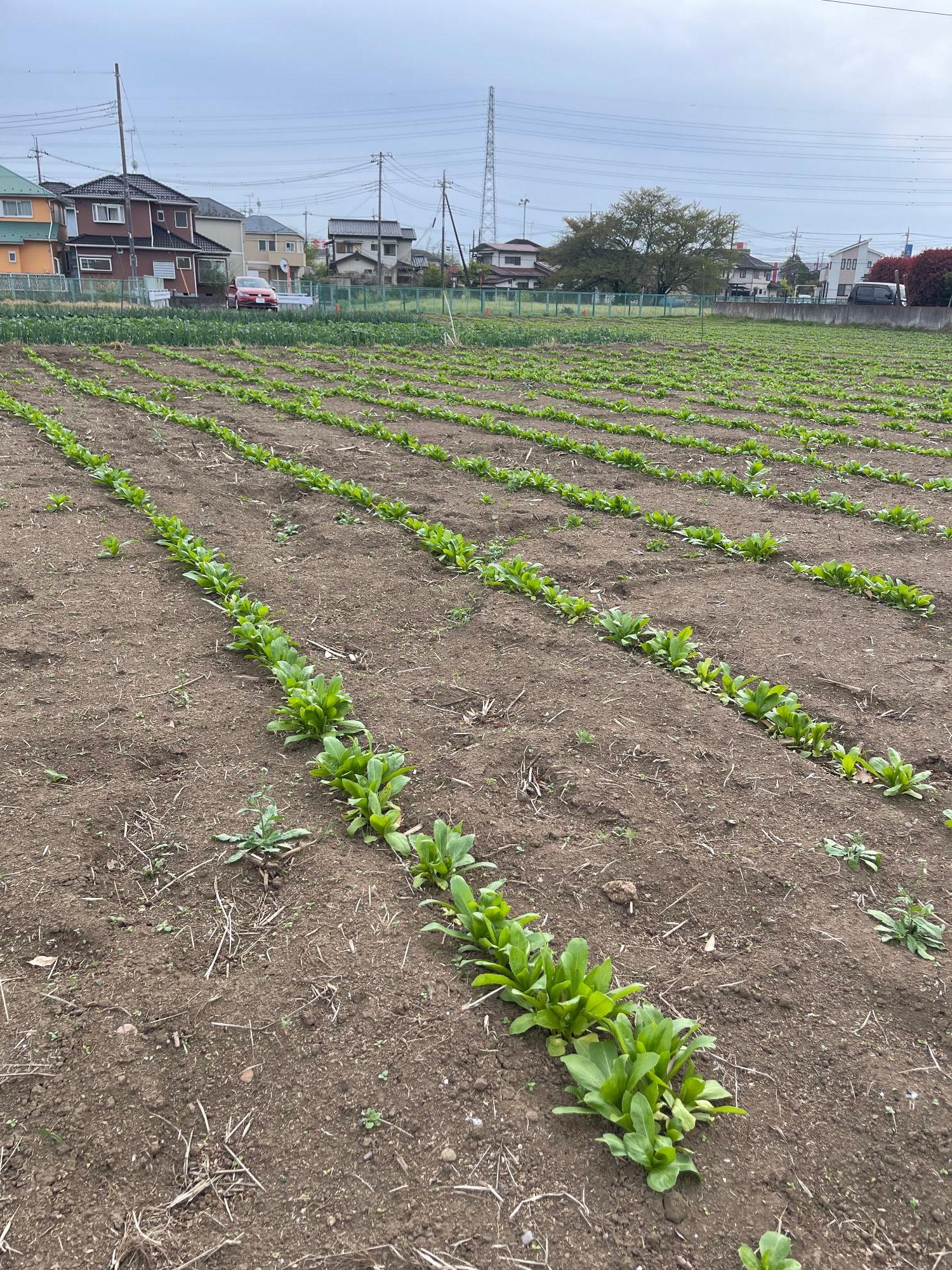 ふるさと館の紅花（全体）
