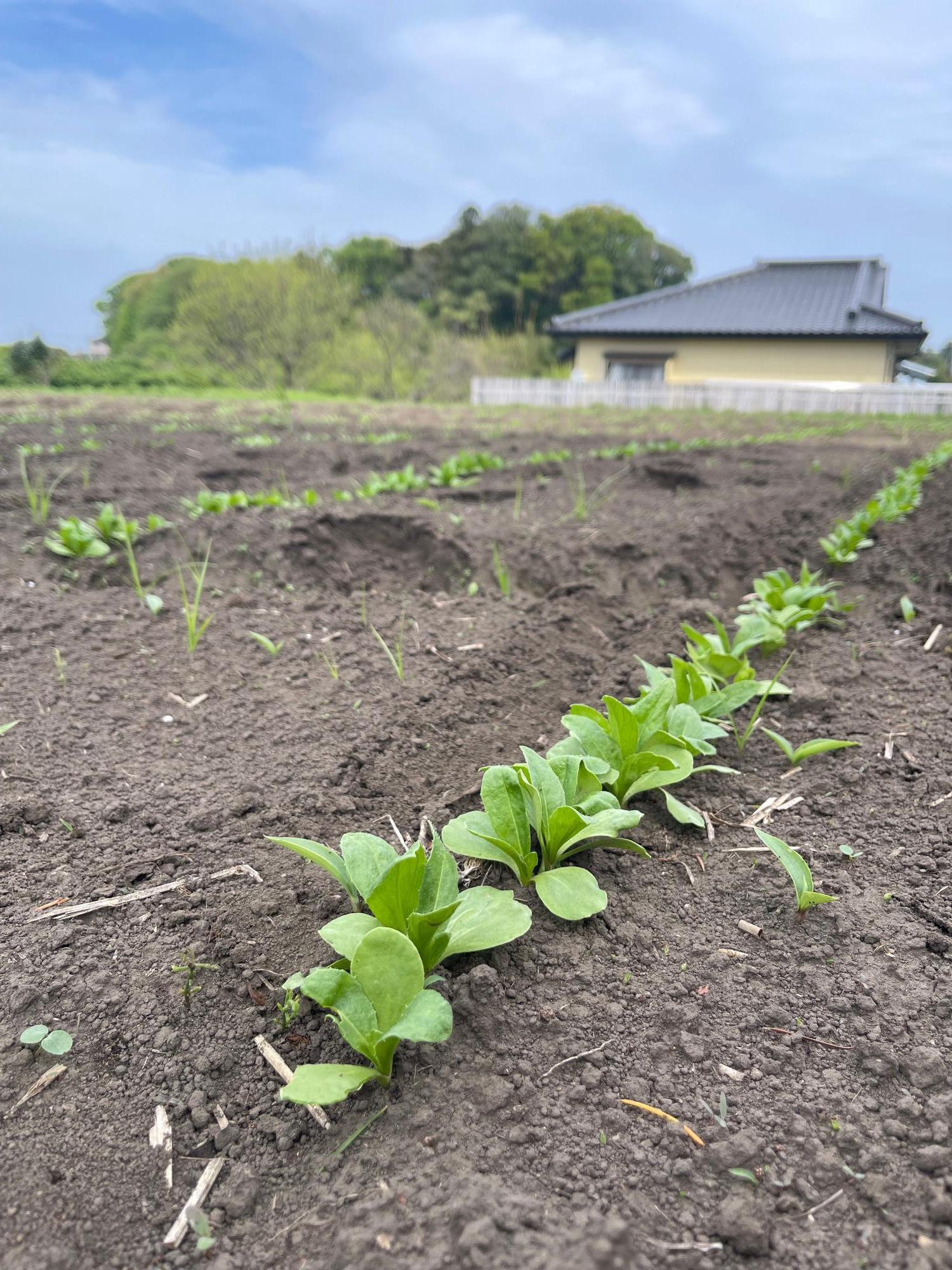 農業センターの紅花（拡大）