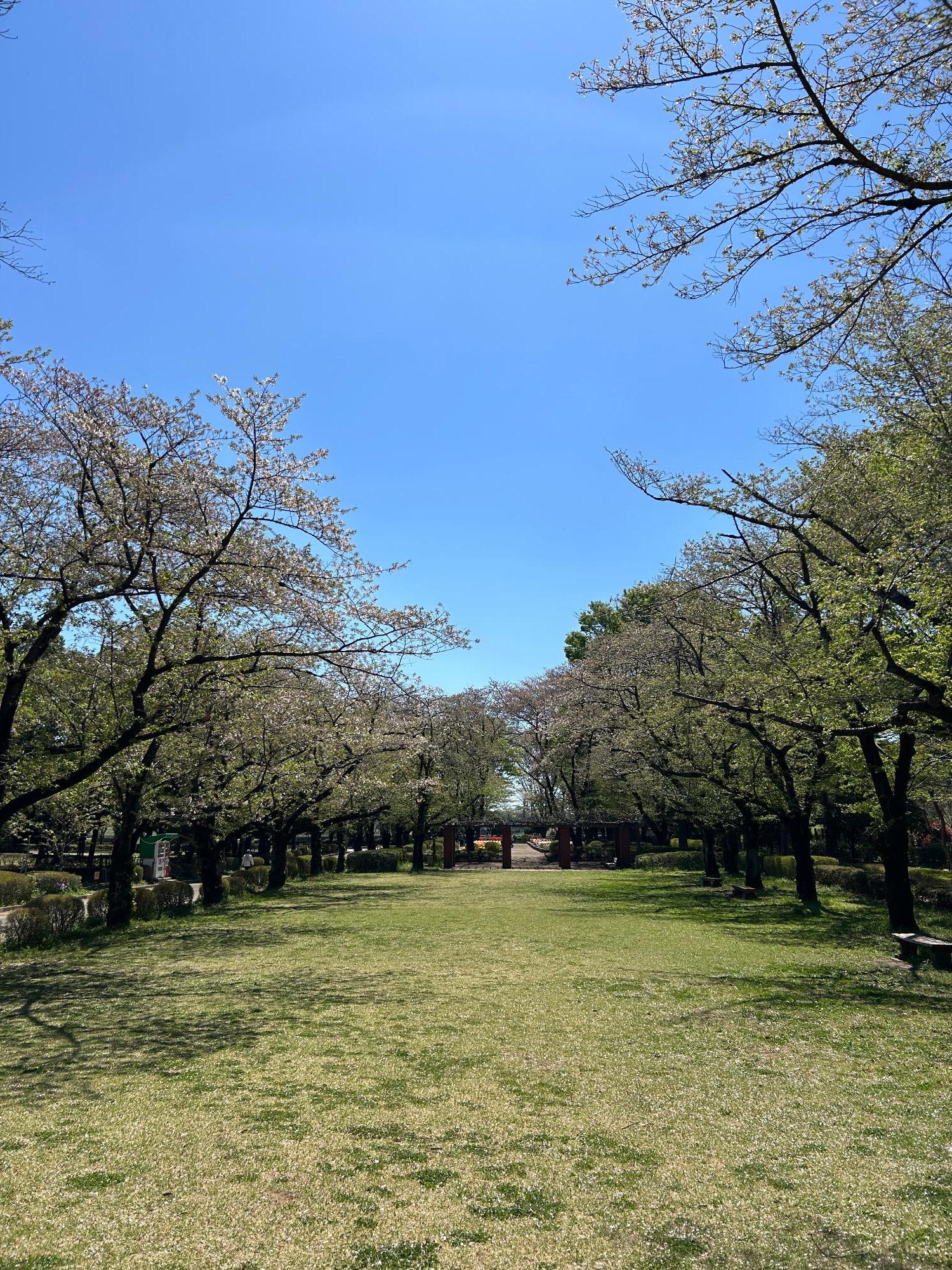 城山公園の桜（全体）