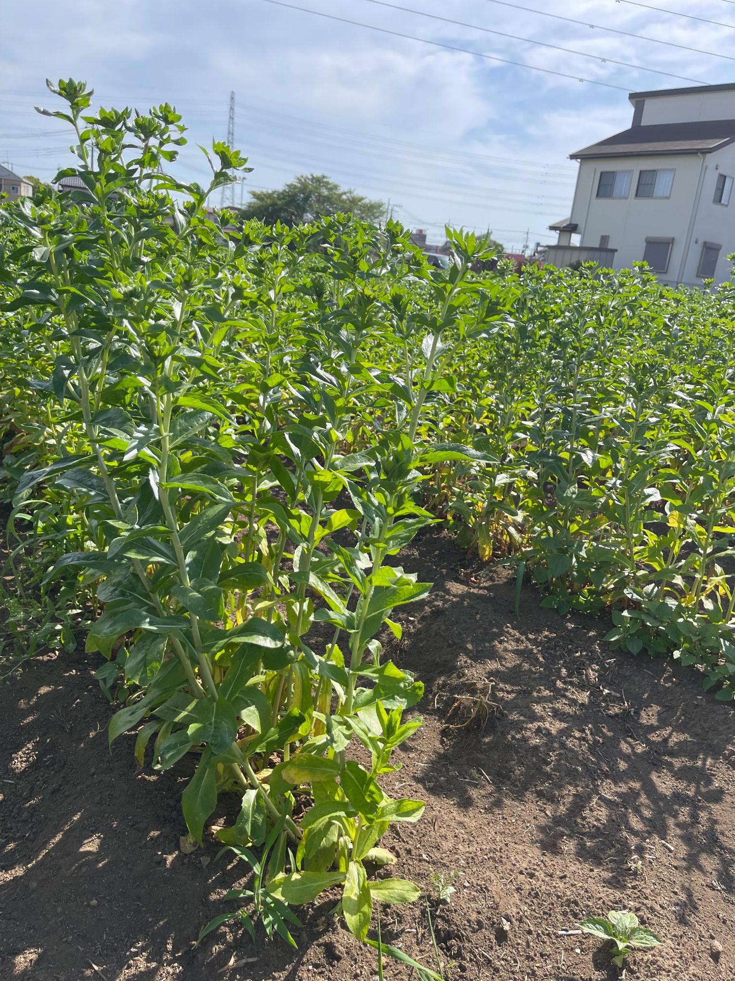 ふるさと館の紅花（拡大）