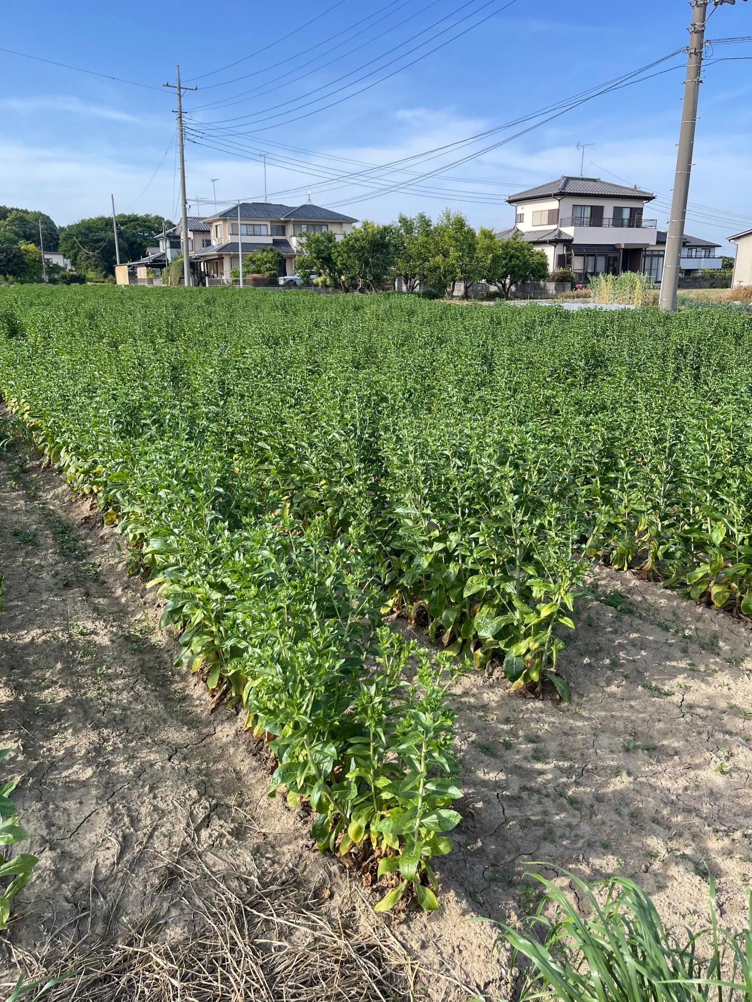 つみとり園の紅花（全体）
