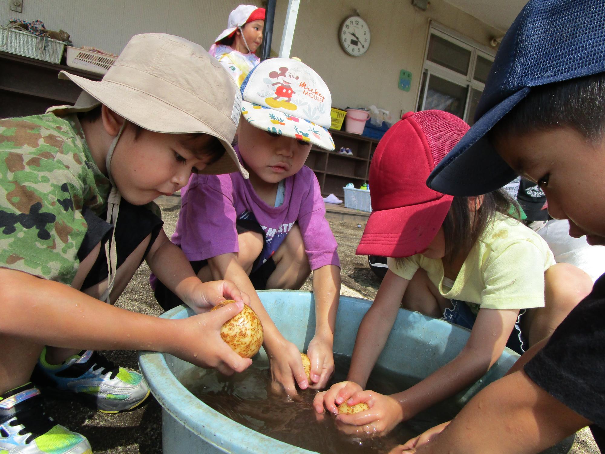 5歳児がじゃが芋を洗っている様子