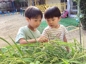 稲の様子