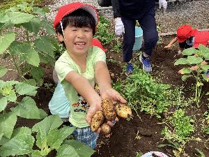 じゃがいもが収穫できた写真