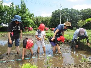 5歳児らいおん組の子ども達が田植えをしている様子