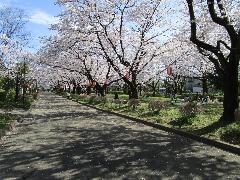 城山公園内の芝生広場の写真