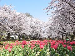 城山公園内の花壇広場の様子の画像