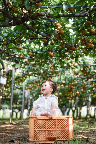 松川農園 梨の木の下でケースの上に子どもが座って笑っている写真