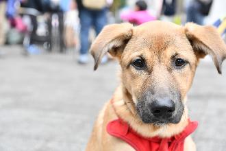 犬猫譲渡会の会場で撮った犬の写真