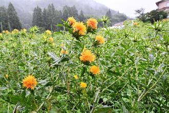 白鷹町の紅花