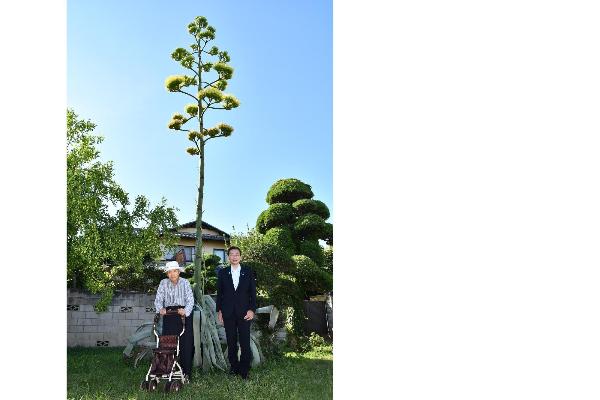 リュウゼツランの前でリュウゼツランを育てた臼田さんと市長が並んで記念撮影をしている様子