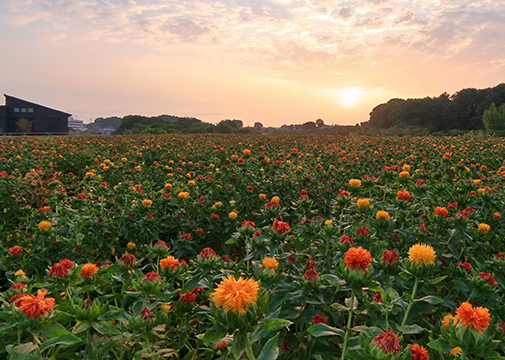 紅花畑の朝焼けの様子の画像。