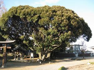 多気比売神社の大シイの画像