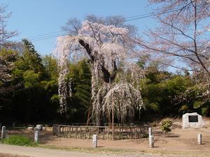 普門寺のしだれ桜の画像