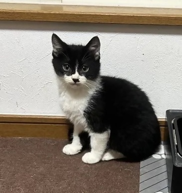 保護猫フラジョーラ
