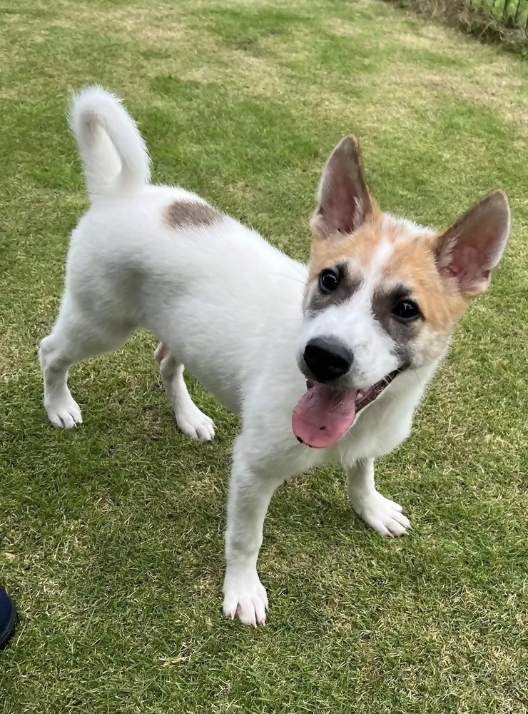 保護犬ラッキー