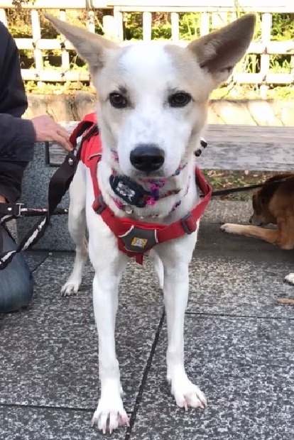 保護犬メイ